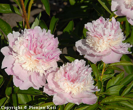 Paeonia lactiflora 'Angel Cheeks', kiinanpioni